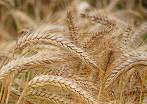 agricultura-agriculture-reverte-minerals-cereales-cereals-300x213